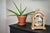 Horloge de table Hermle 30x21x14 cm bois • Phase de lune • Mélodie Westminster
